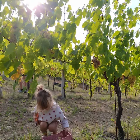 Casa vacanze Glamping At An In The Vineyard